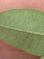 Lespedeza procumbens