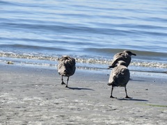 Larus glaucescens