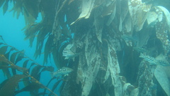 Macrocystis pyrifera