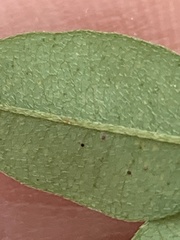 Lespedeza procumbens