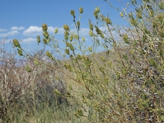 Cordylanthus ramosus