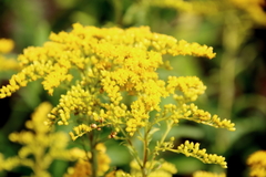 Solidago juncea