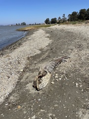 Acipenser transmontanus