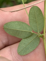 Lespedeza procumbens