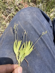 Phemeranthus confertiflorus