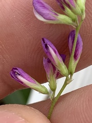 Lespedeza procumbens