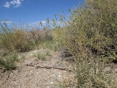 Cordylanthus ramosus