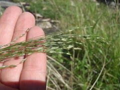 Eragrostis mexicana