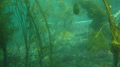 Macrocystis pyrifera