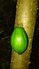 Vasconcellea cauliflora