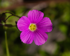 Oxalis