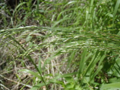 Eragrostis mexicana