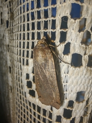 Peridroma saucia