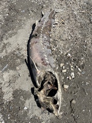 Acipenser transmontanus