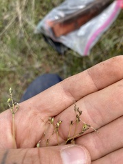 Phemeranthus confertiflorus