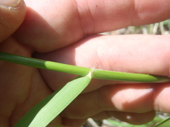 Eragrostis mexicana