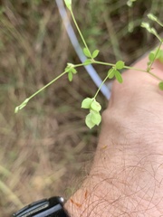 Lespedeza procumbens