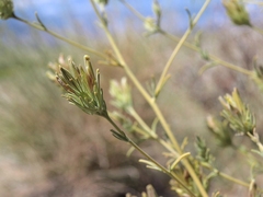 Cordylanthus ramosus