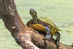 Pseudemys