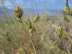 Cordylanthus ramosus