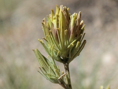 Cordylanthus ramosus