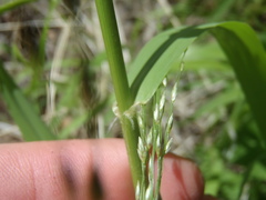 Eragrostis mexicana