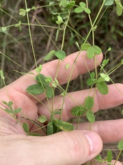 Lespedeza procumbens