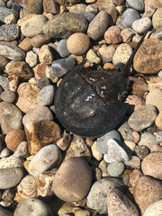 Limulus polyphemus