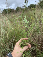 Lespedeza procumbens