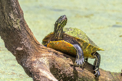 Pseudemys