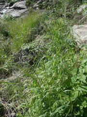 Eragrostis mexicana