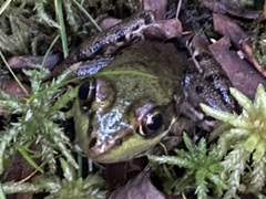 Lithobates clamitans