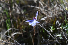 Cyanicula caerulea