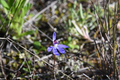 Cyanicula caerulea