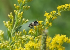 Eristalis anthophorina