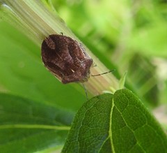 Homaemus aeneifrons