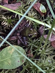 Lithobates clamitans