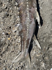 Acipenser transmontanus