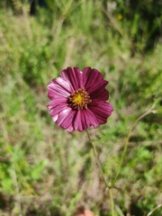 Cosmos scabiosoides