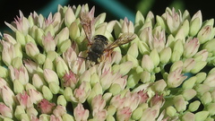 Anthidium oblongatum