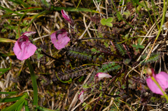 Pedicularis kerneri