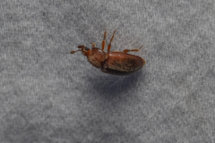 Nitidulidae