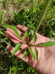 Cosmos scabiosoides