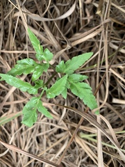 Sceptridium biternatum