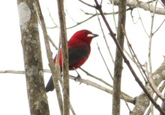 Ramphocelus bresilius