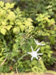 Delphinium exaltatum