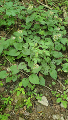 Eurybia schreberi