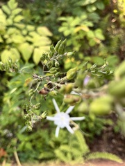 Delphinium exaltatum