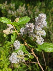 Ceanothus caeruleus