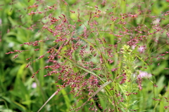 Panicum virgatum